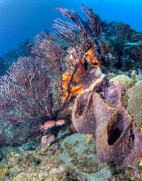 St lucia spons en koraal — Stockfoto
