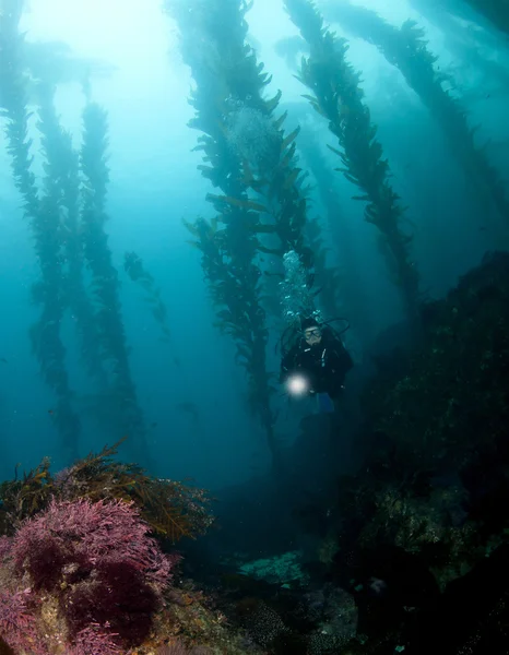 Diver nel kelp in Catalina — Foto Stock