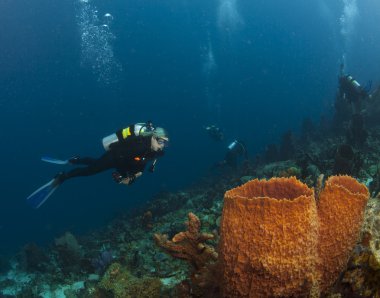 St. lucia dalgıç ve Sünger