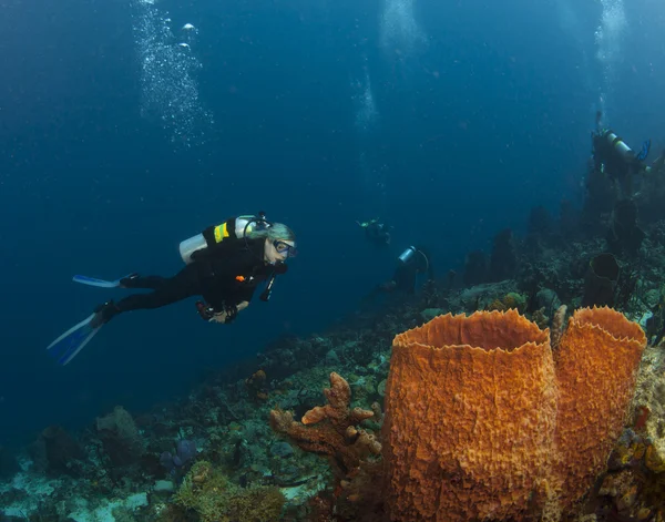 St. Lucia Diver and Sponge — Stock Photo, Image