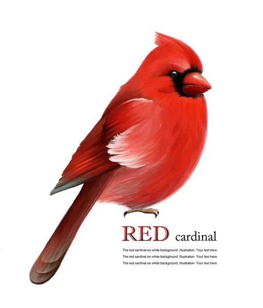 Cardinale rosso — Foto Stock