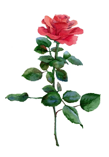 Rosa rossa — Foto Stock