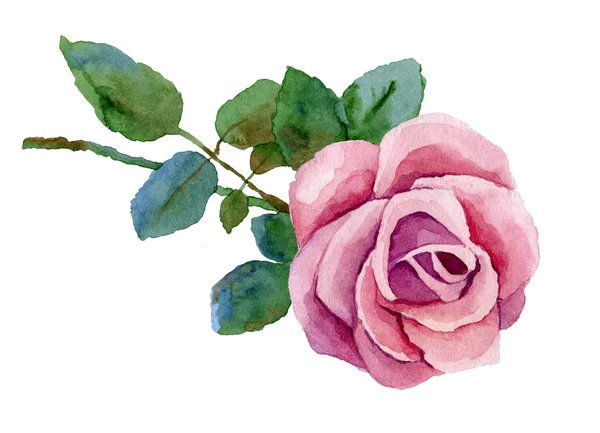 pembe Gül