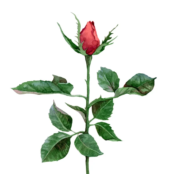Rose bud — Stockfoto