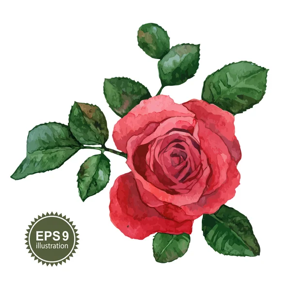 Single rose — Stock Vector