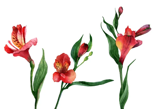 Alstroemeria — Stok fotoğraf