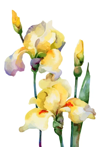 Irises — Stock Vector