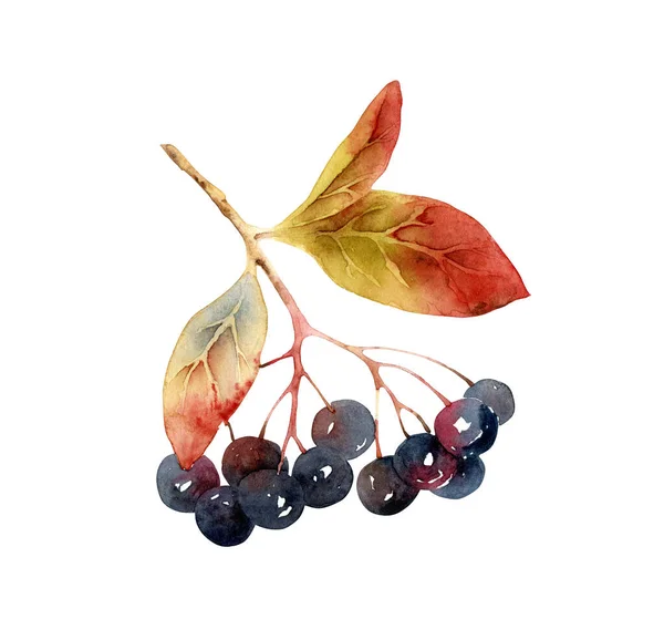 Akvarel chokeberry větvička izolované na bílém pozadí — Stock fotografie