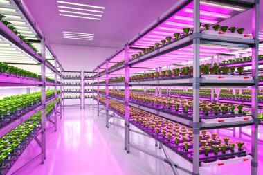 Kapalı alan tarım sistemine sahip tarım teknolojisi öncü ışıkla büyüyen raflardaki bitkileri yükseltti.