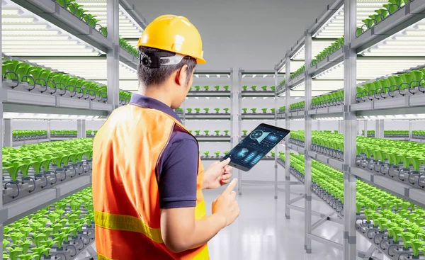 Landbouw Technologie Met Werknemer Smart Indoor Farm Systeem Verhoogde Planten — Stockfoto