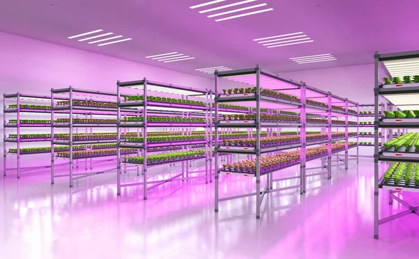 3次元レンダリング室内農業システムと農業技術は Ledライトと棚の成長に植物を育てました — ストック写真