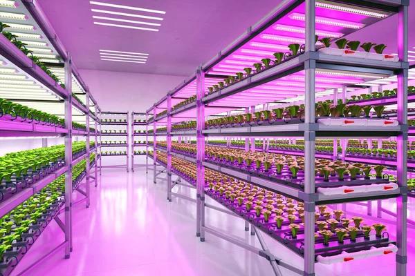 Agriculture technology with 3d rendering indoor farm system raised plants on shelves growth with led light