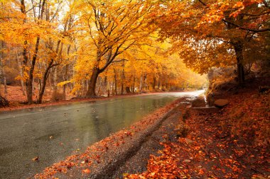 yol ve güzel renkli ağaçlar sonbahar manzarası