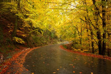 yol ve güzel renkli ağaçlar sonbahar manzarası