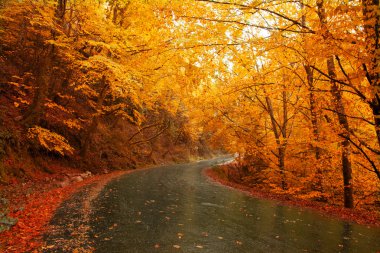 yol ve güzel renkli ağaçlar sonbahar manzarası