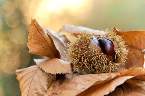 Châtaignes en automne — Photo