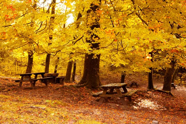 Paisaje otoñal con hermosos árboles y bancos de colores —  Fotos de Stock