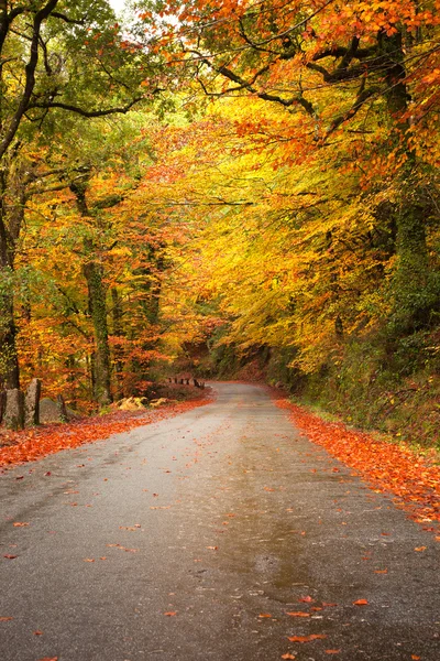 Autumn landscape with road and beautiful colored trees — Stock Photo, Image