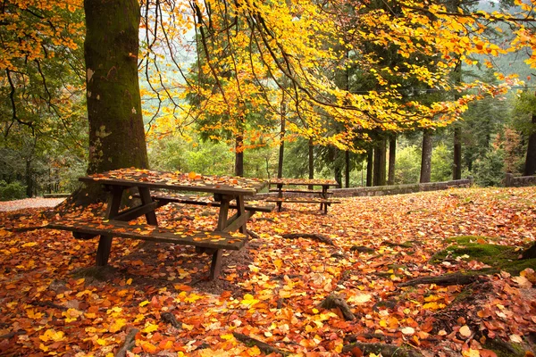 Podzimní krajina s krásné barevné stromy a lavičky — Stock fotografie