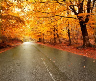 yol ve güzel renkli ağaçlar sonbahar manzarası