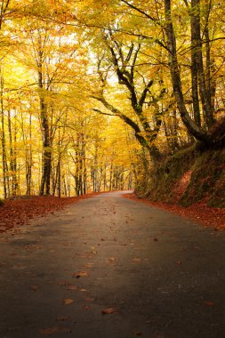 yol ve güzel renkli ağaçlar sonbahar manzarası