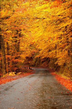 yol ve güzel renkli ağaçlar sonbahar manzarası