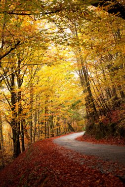 yol ve güzel renkli ağaçlar sonbahar manzarası