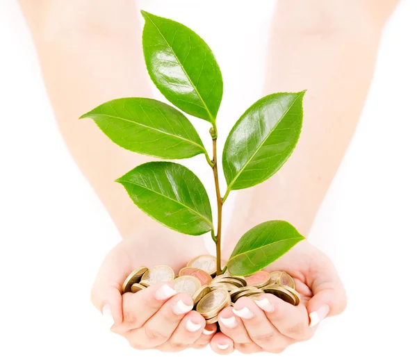 Mulher mãos segurando moedas e planta sobre fundo branco — Fotografia de Stock