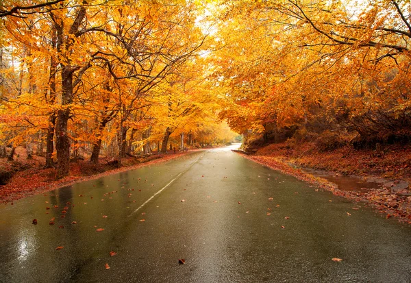 Podzimní krajina se silnicí a krásné barevné stromy — Stock fotografie