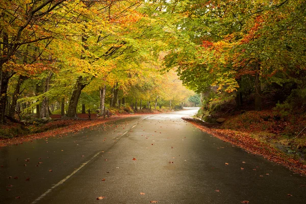 秋季景观与路和美丽的彩色的树 — 图库照片