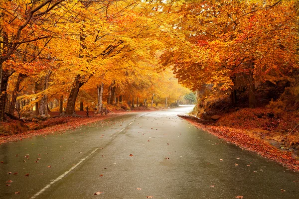 Paisagem de outono com estrada e belas árvores coloridas — Fotografia de Stock