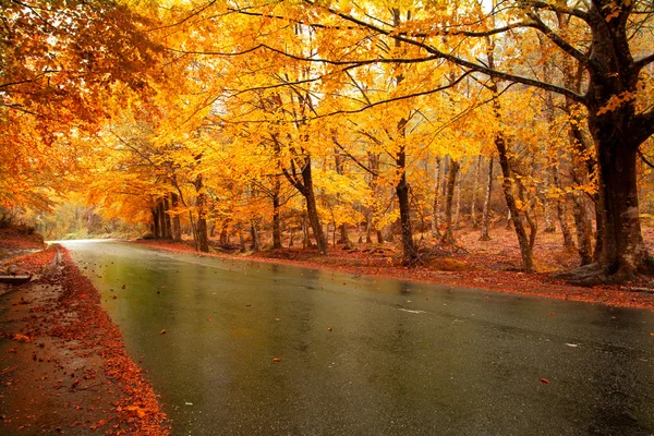 Paisaje otoñal con carretera y hermosos árboles de colores —  Fotos de Stock