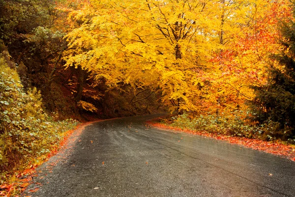 Autumn landscape with road and beautiful colored trees — Stock Photo, Image