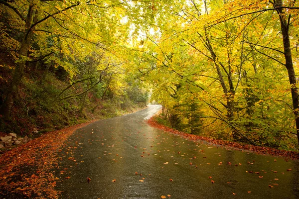 Autumn landscape with road and beautiful colored trees — Stock Photo, Image