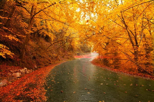 Осенний пейзаж с легкими тропами на дороге — стоковое фото