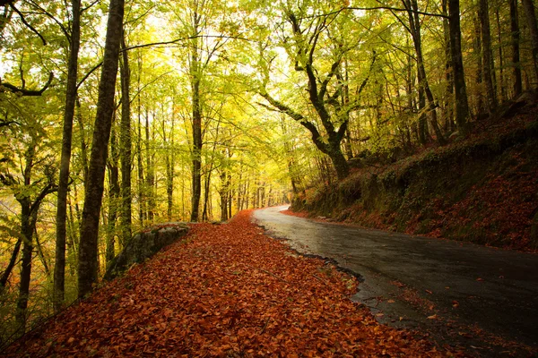 Paisaje otoñal con carretera y hermosos árboles de colores — Foto de Stock