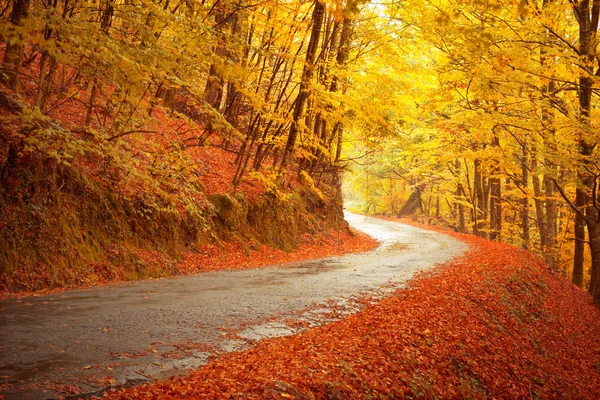 秋季景观与路和美丽的彩色的树 — 图库照片