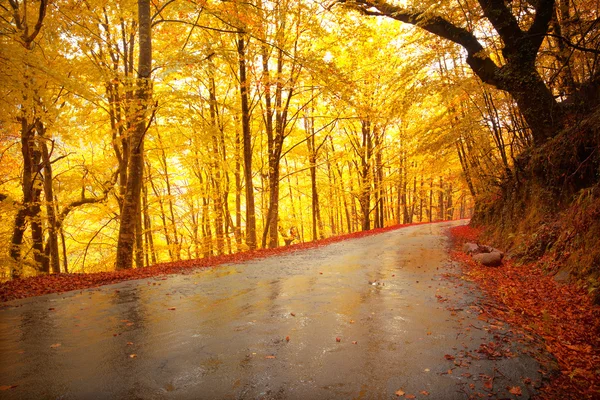 Осенний пейзаж с дорогами и красивыми цветными деревьями — стоковое фото