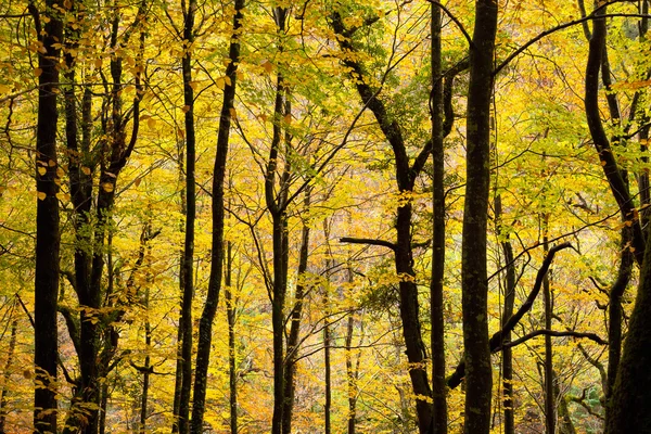 Outono colorido árvores fundo — Fotografia de Stock