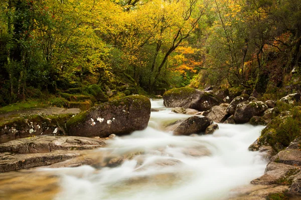 Río de otoño en el parque con hermosos árboles amarillos follaje —  Fotos de Stock