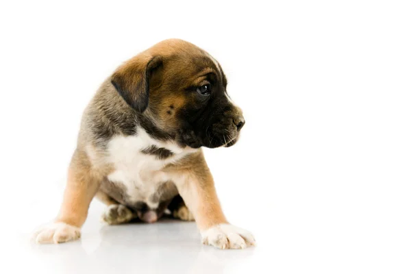 Puppy Boxer in front of white background — Stock Photo, Image
