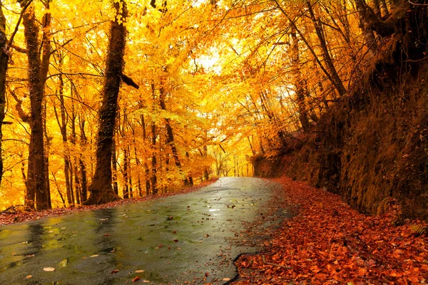 Herbstlandschaft mit Straße und schön gefärbten Bäumen — Stockfoto