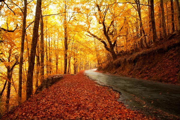 Paisaje otoñal con carretera y hermosos árboles de colores — Foto de Stock