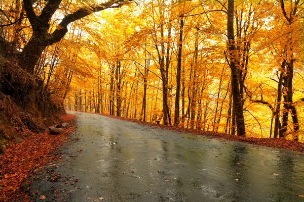 Paisagem de outono com estrada e belas árvores coloridas — Fotografia de Stock