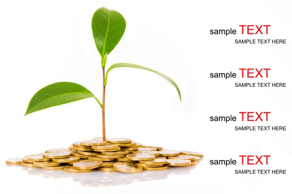 Zielone drzewo rosnące na pieniądze monety, izolat na białym tle — Zdjęcie stockowe
