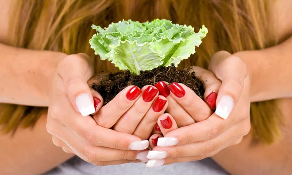 Closeup of female hands holding green plant — Stock Photo, Image