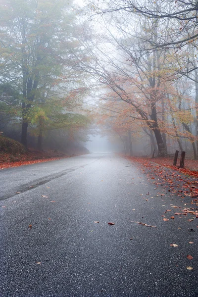 Paesaggio autunnale con strada e bellissimi alberi colorati — Foto Stock