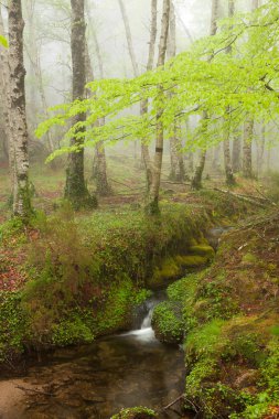 güzel nehir orman tarafından bahar sezonu boyunca akan bir