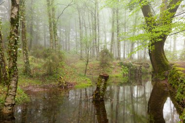 güzel nehir orman tarafından bahar sezonu boyunca akan bir