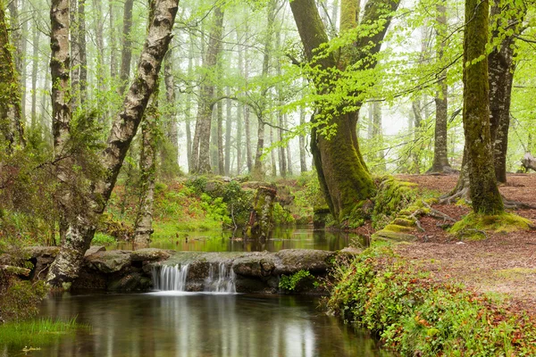 Sungai yang indah mengalir oleh hutan selama musim semi — Stok Foto